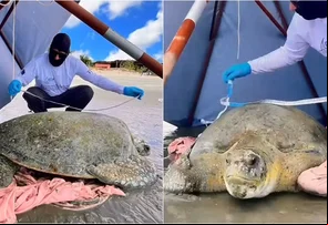 Tartaruga com mais de 100 anos é resgatada após encalhar na praia de Barra Grande